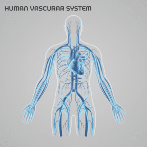 혈압 관리 생활습관 개선을 통해 혈관의 탄력과 순환이 개선되는 과정을 보여주는 인포그래픽